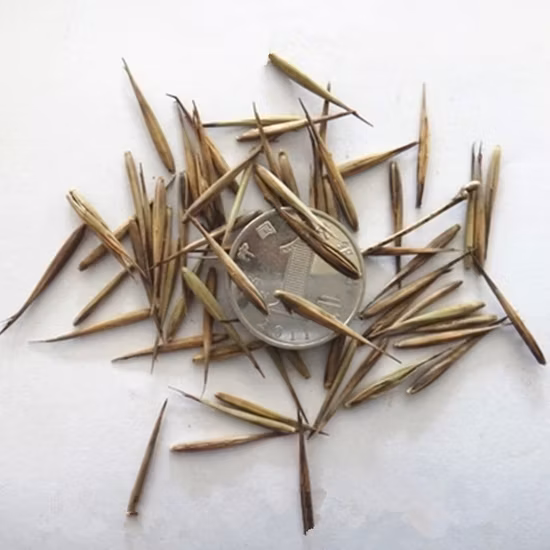 Fiori di frutta Mao Zhu Zhong Zi Phyllostachys edulis Fiori di bambù neri